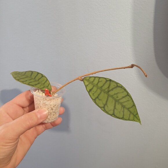 Hoya Callistophylla - Picture 2 of 2